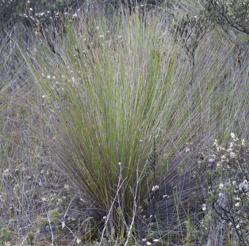 Lepidosperma neozelandicum photo 3