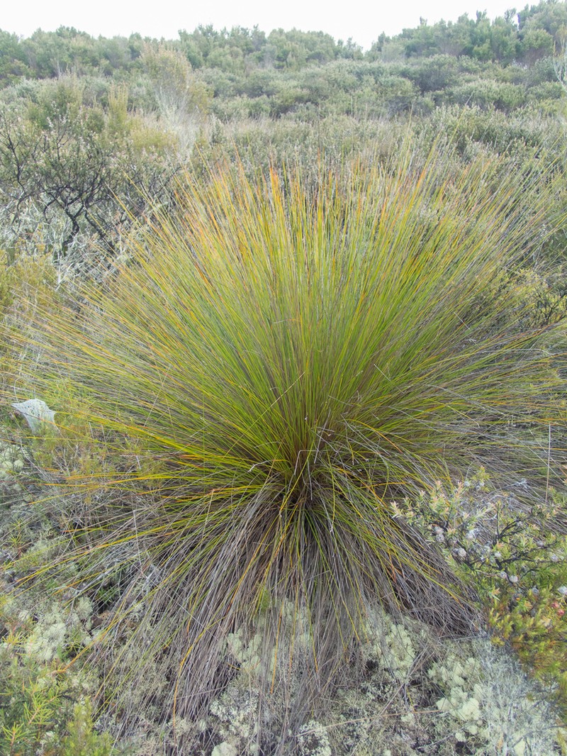 Lepidosperma neozelandicum photo 4