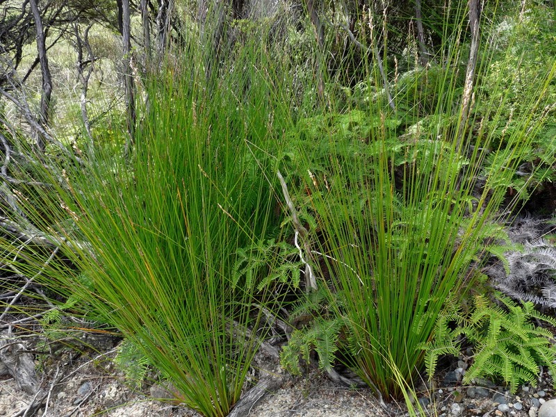 Lepidosperma neozelandicum photo 5