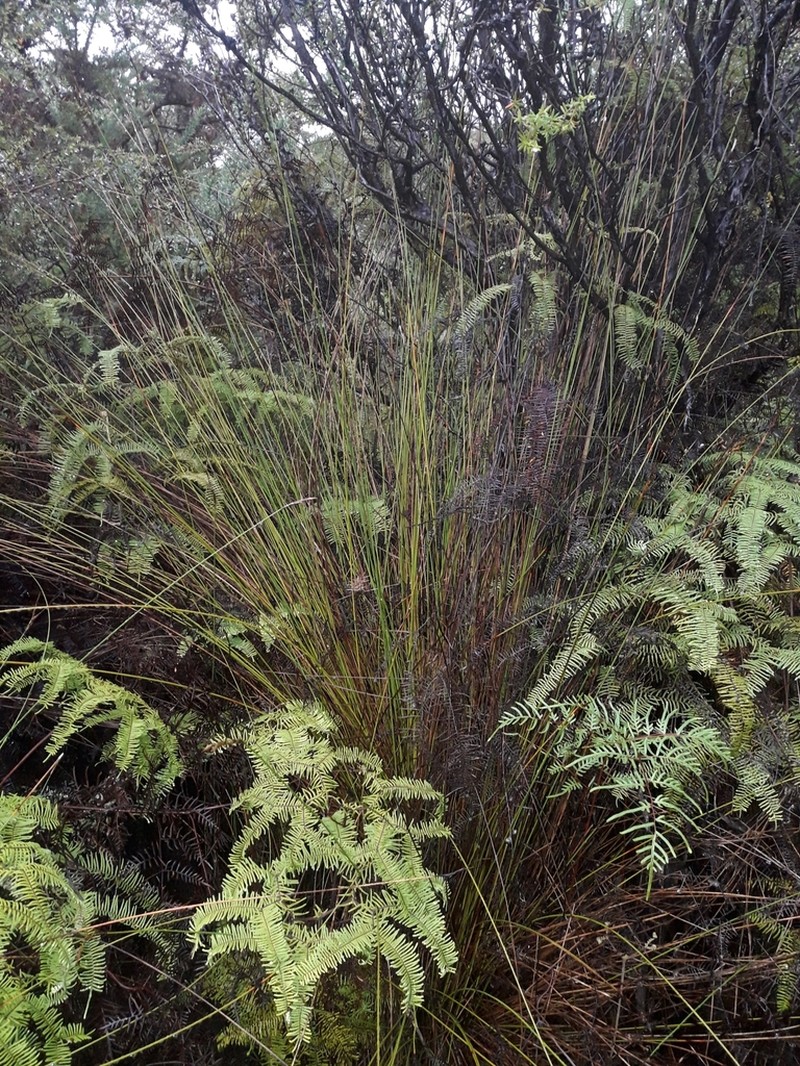 Lepidosperma neozelandicum photo 6