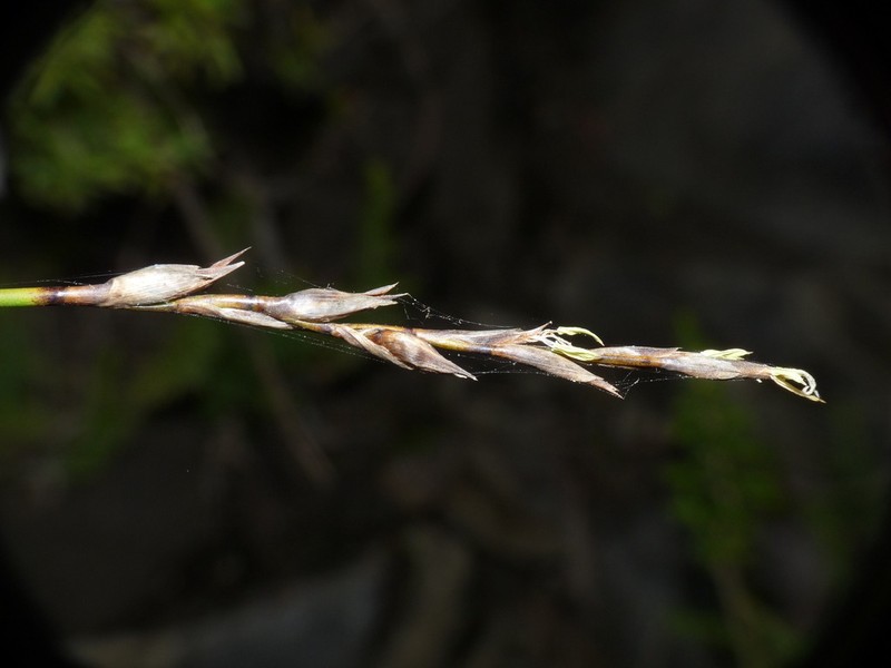 Lepidosperma neozelandicum photo 7