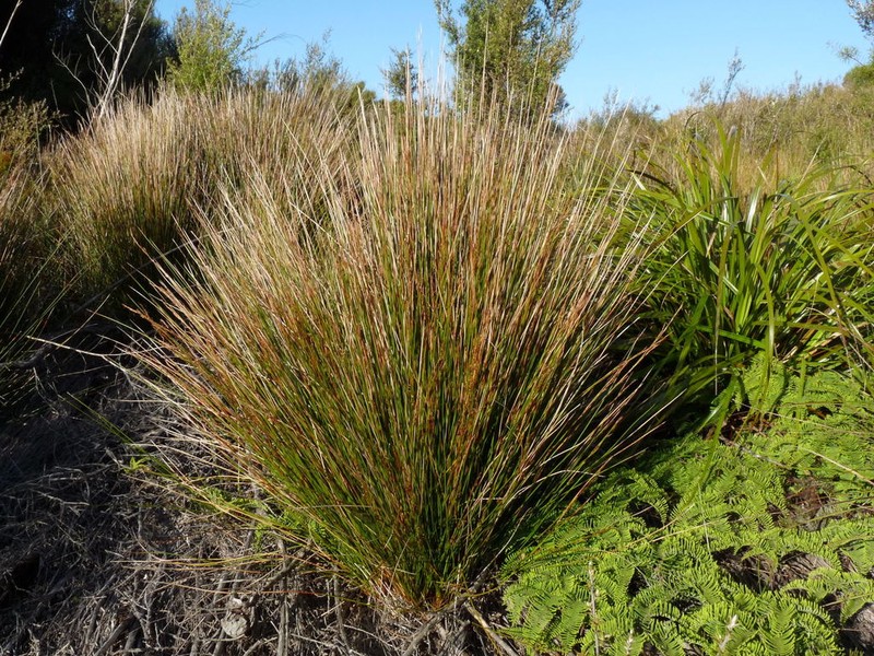 Lepidosperma neozelandicum photo 8