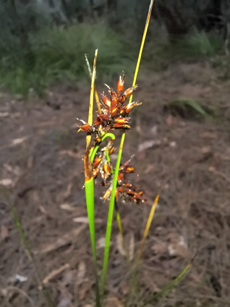 Lepidosperma oldhamii