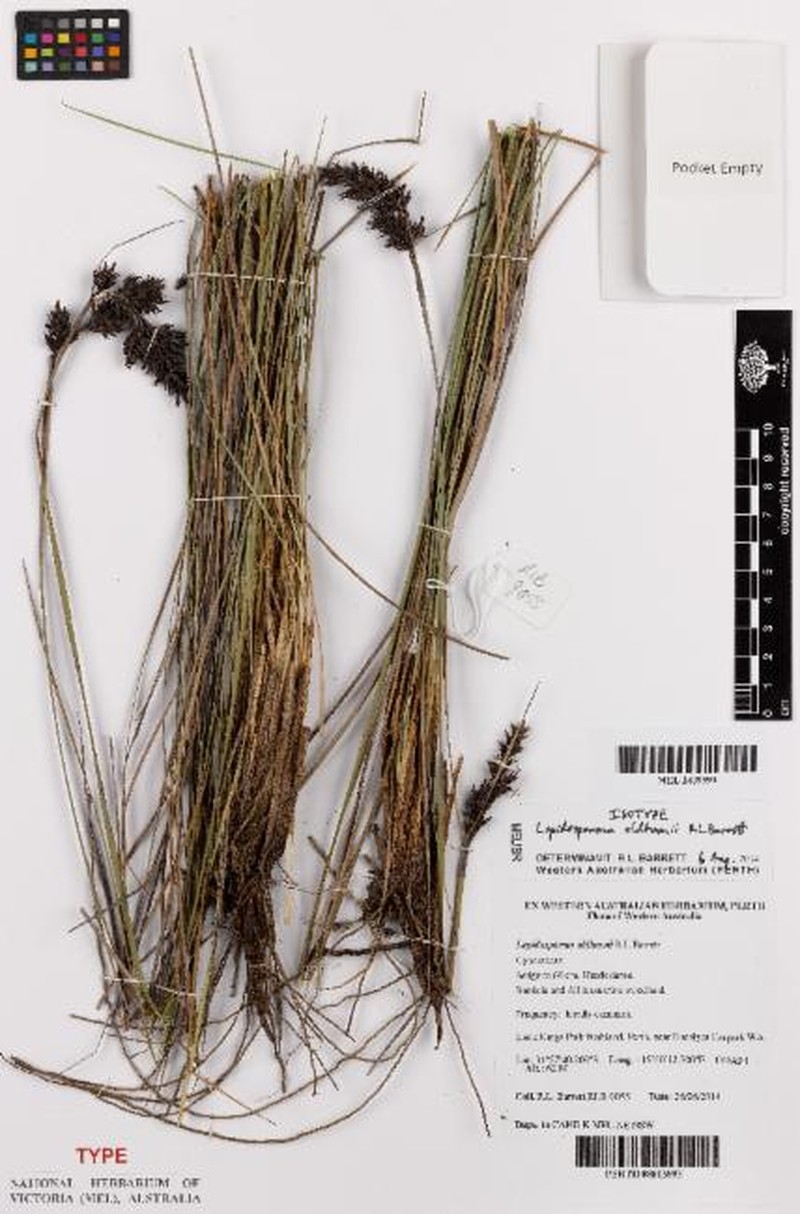 Lepidosperma oldhamii photo 2