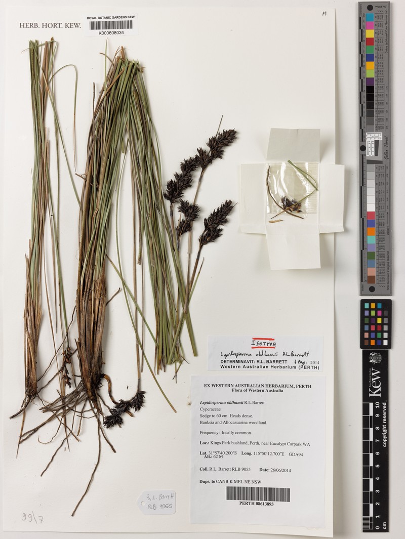 Lepidosperma oldhamii photo 3
