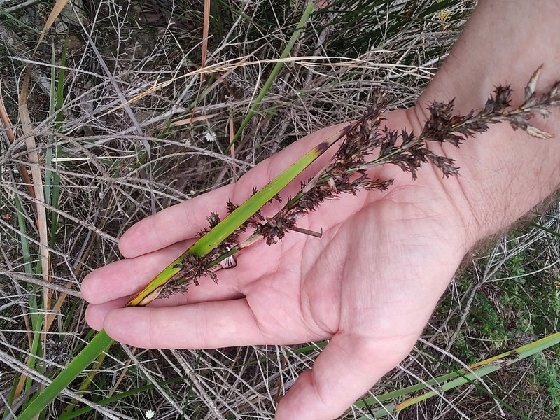 Lepidosperma prospectum