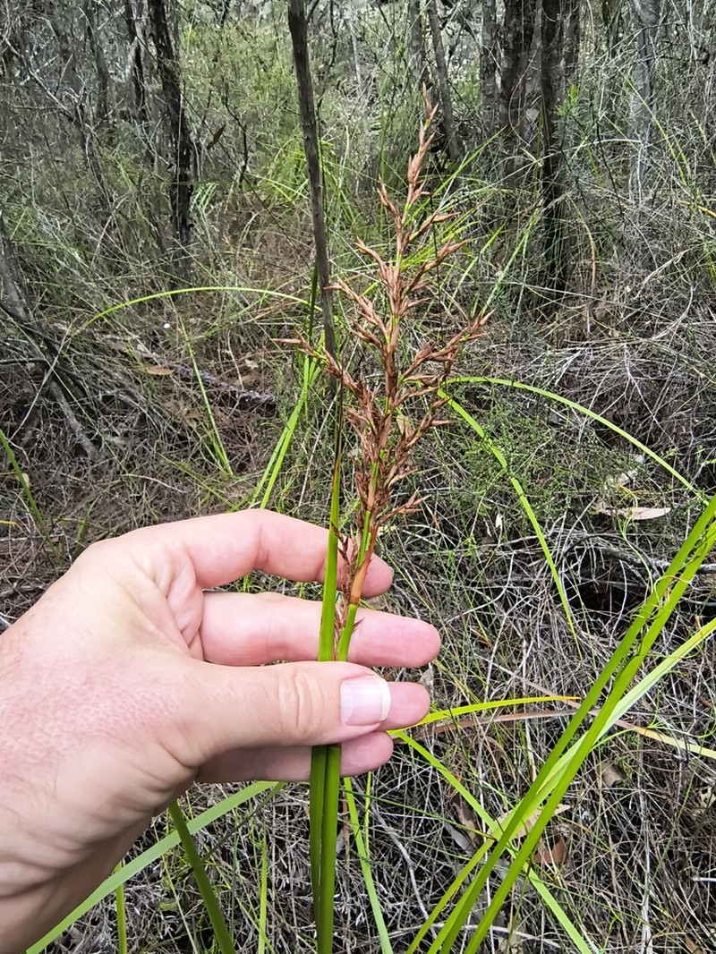 Lepidosperma prospectum photo 2