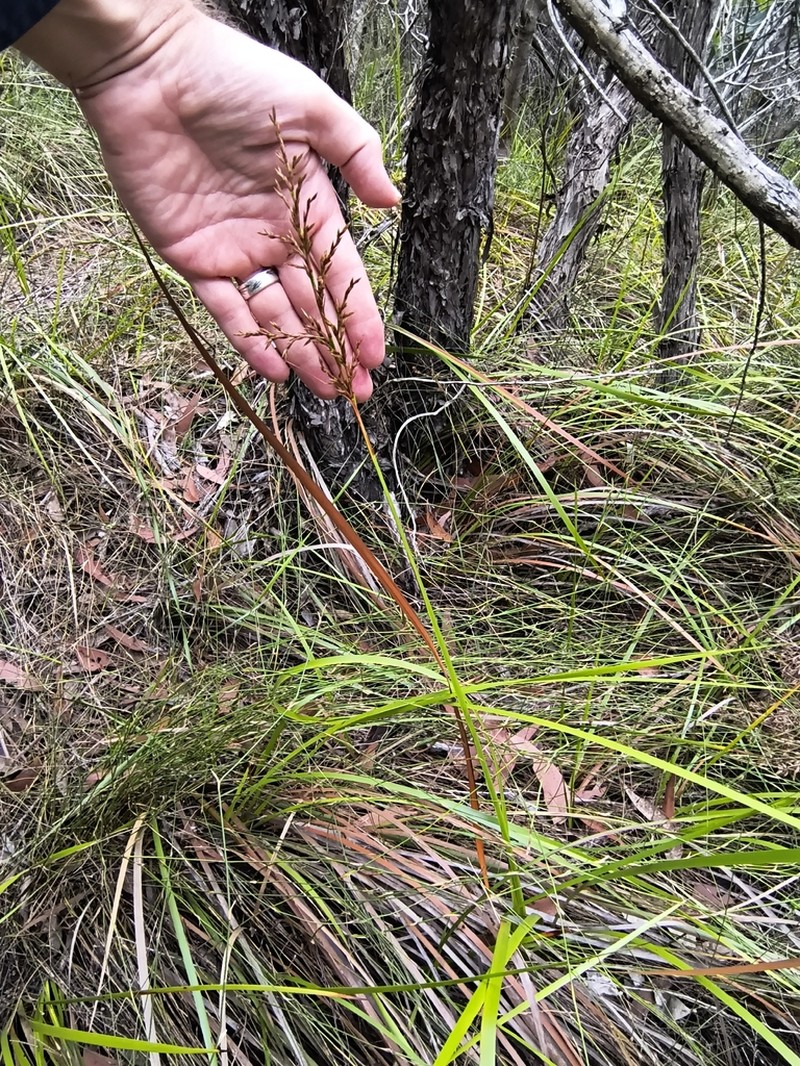 Lepidosperma prospectum photo 3