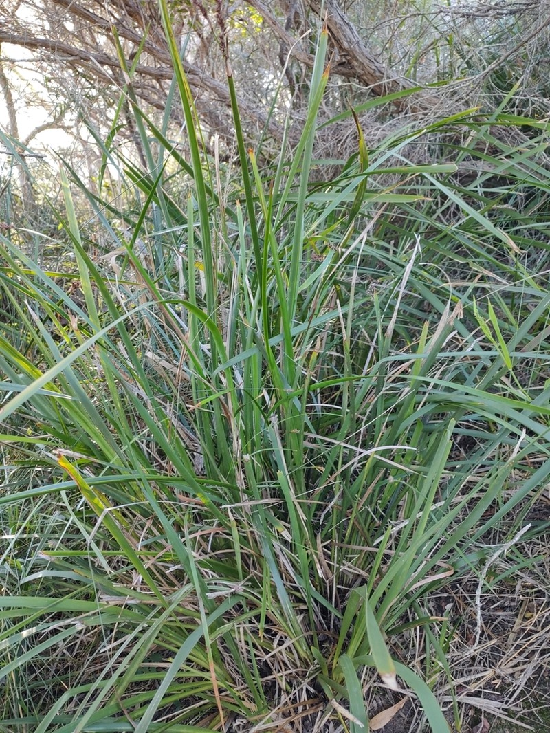 Lepidosperma prospectum photo 4
