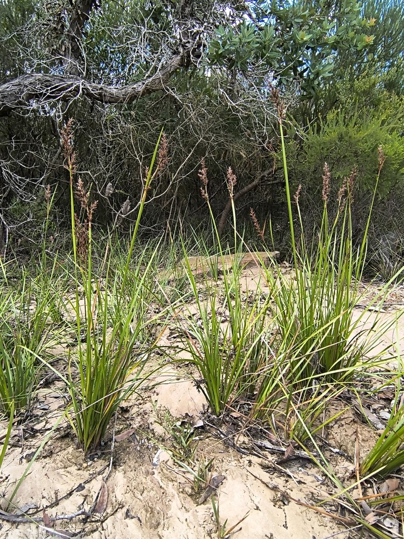 Lepidosperma prospectum photo 5
