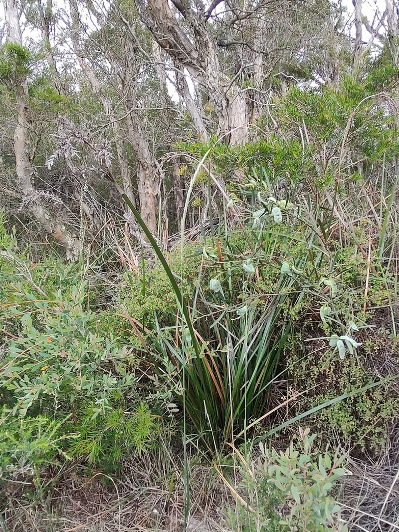 Lepidosperma prospectum photo 7