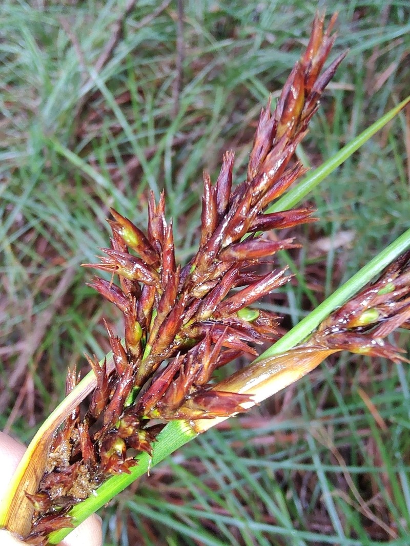 Lepidosperma prospectum photo 8