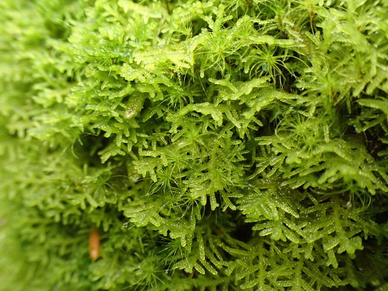 Lepidozia filamentosa photo 2