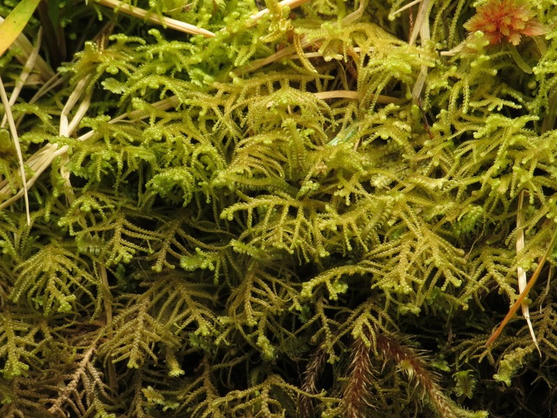 Lepidozia filamentosa photo 8