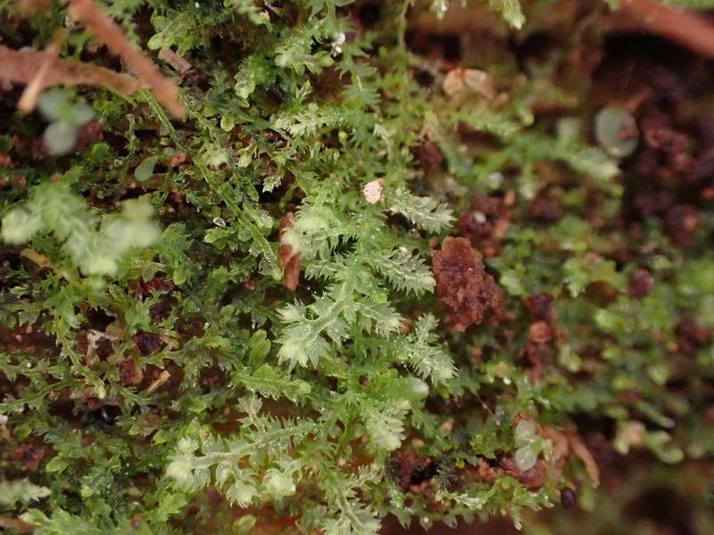 Lepidozia reptans