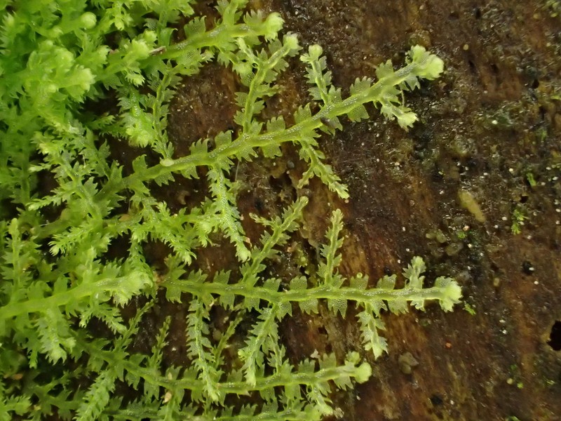 Lepidozia reptans photo 2