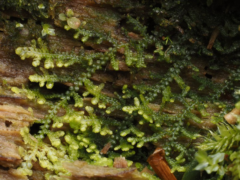 Lepidozia reptans photo 3