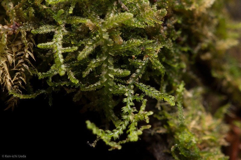 Lepidozia reptans photo 4