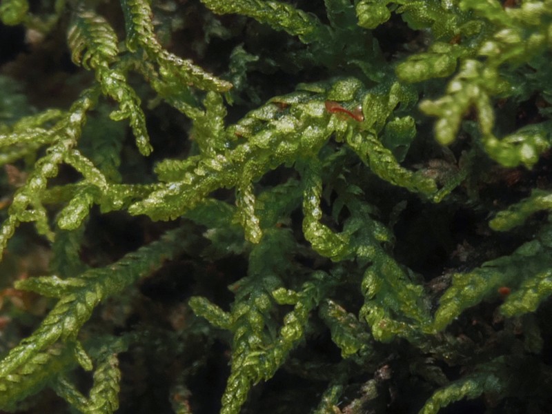 Lepidozia reptans photo 8