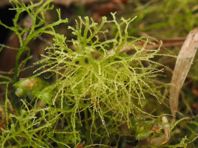 Lepidozia sandvicensis