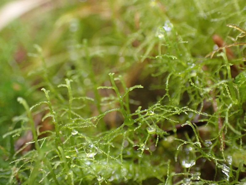 Lepidozia sandvicensis photo 2