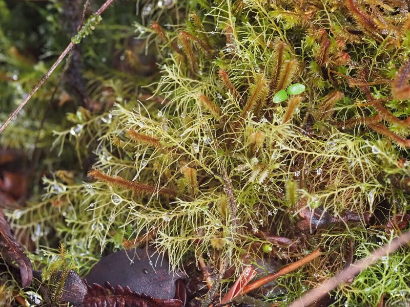 Lepidozia sandvicensis photo 4