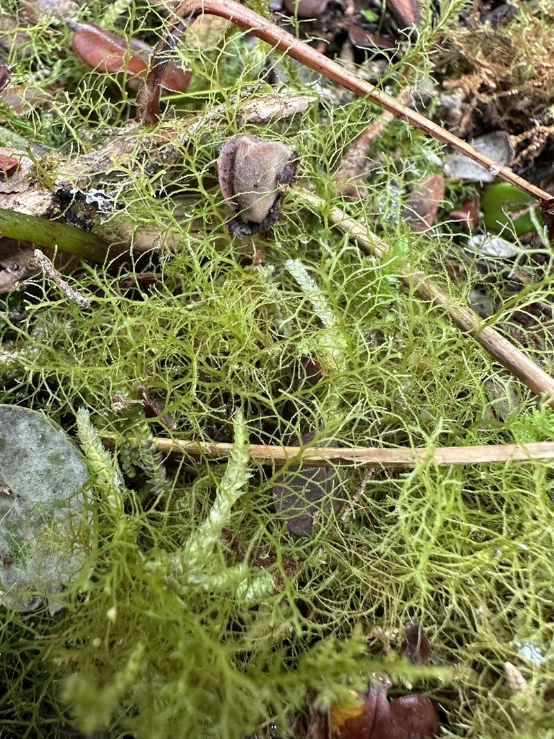 Lepidozia sandvicensis photo 5