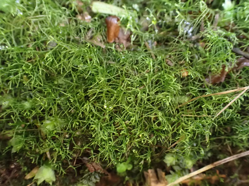 Lepidozia sandvicensis photo 6