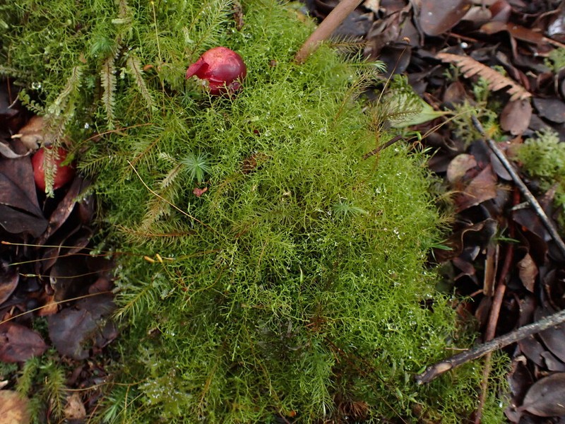 Lepidozia sandvicensis photo 7