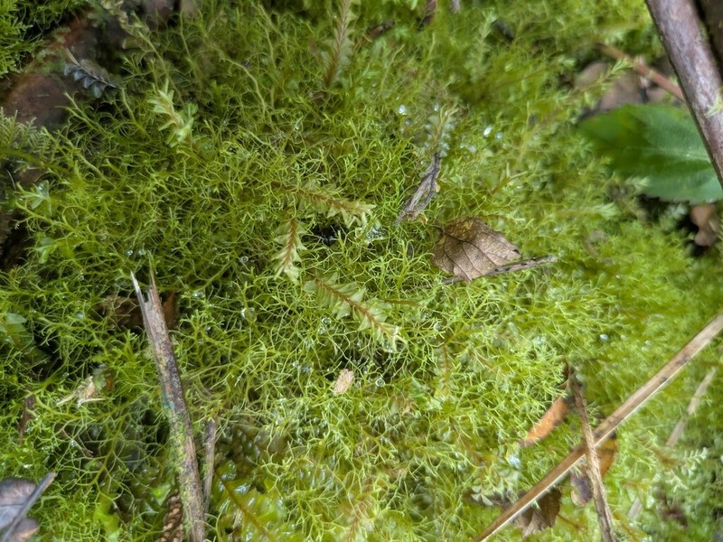 Lepidozia sandvicensis photo 8