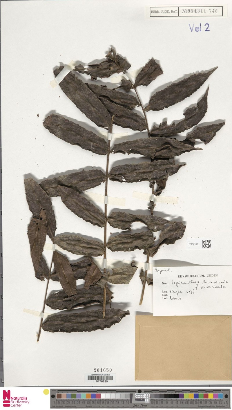 Lepisanthes divaricata f. divaricata