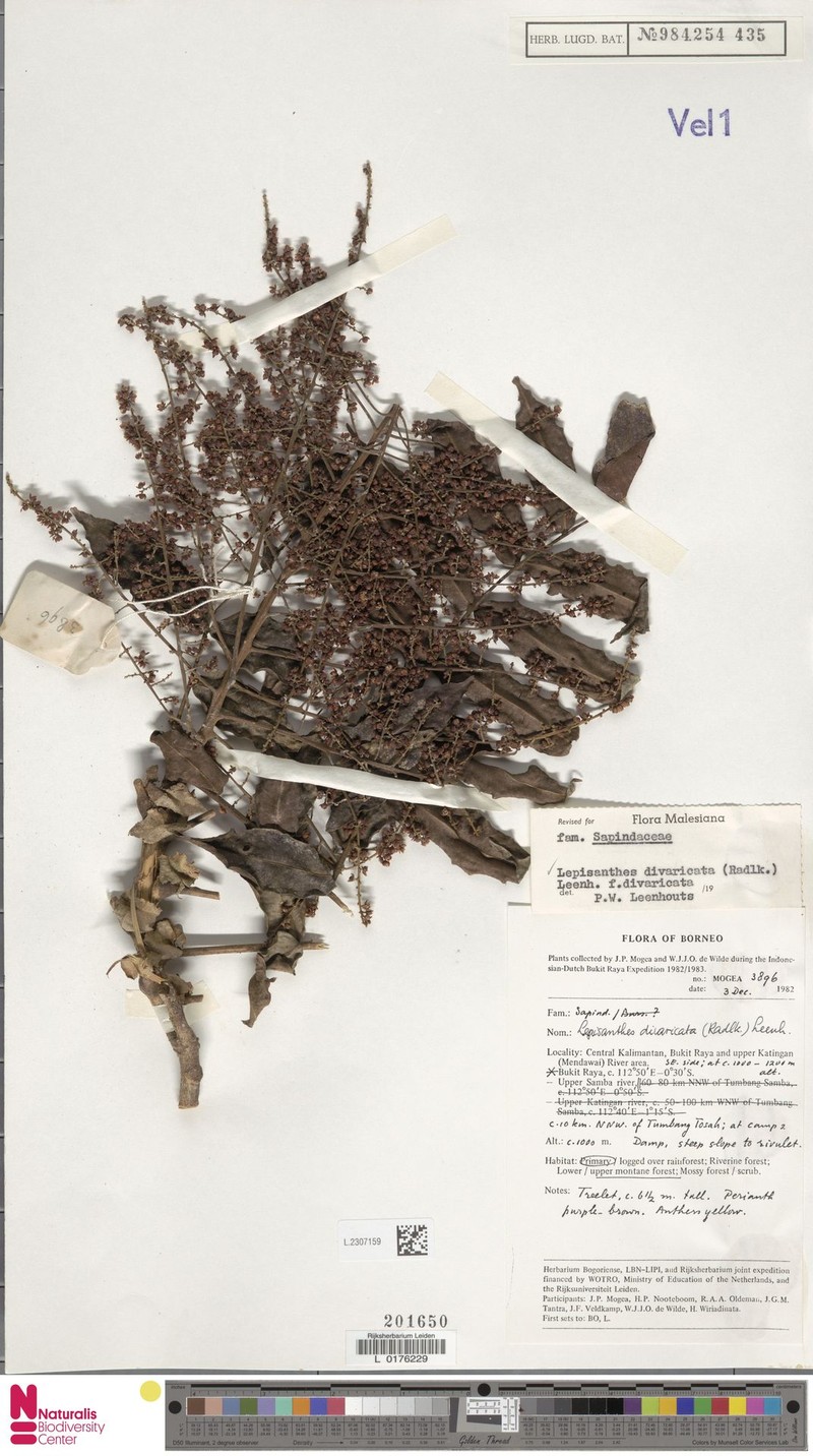 Lepisanthes divaricata f. divaricata photo 2
