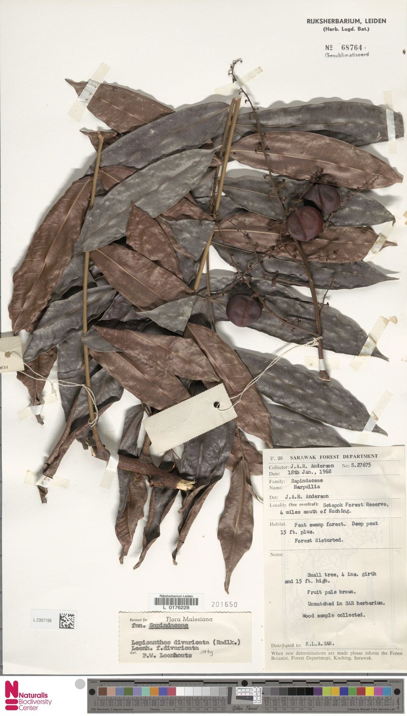Lepisanthes divaricata f. divaricata photo 3