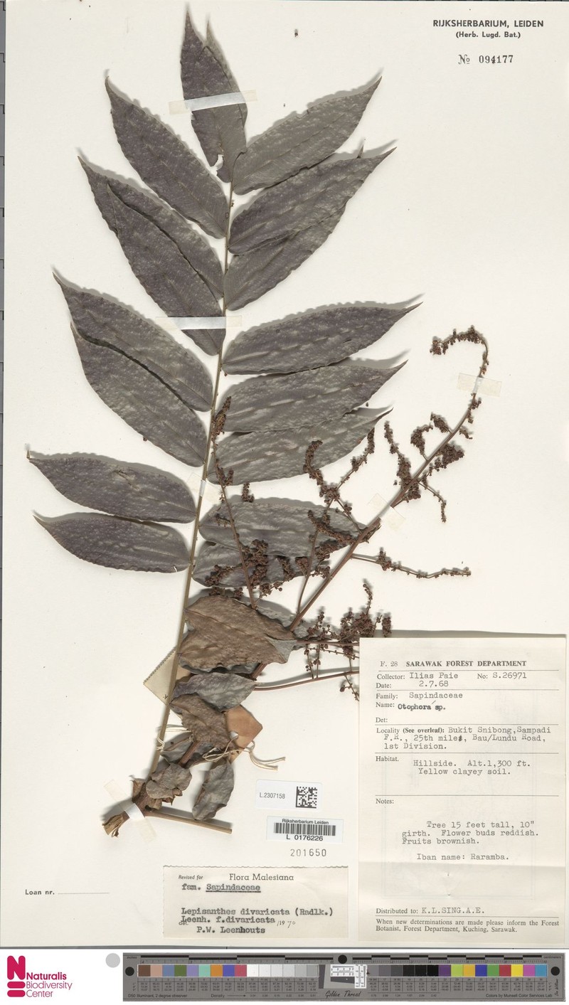 Lepisanthes divaricata f. divaricata photo 4