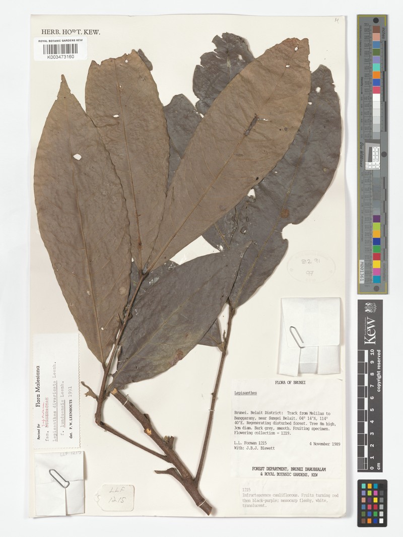 Lepisanthes divaricata f. lunduensis