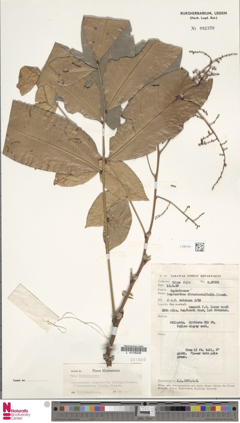 Lepisanthes divaricata f. lunduensis photo 2