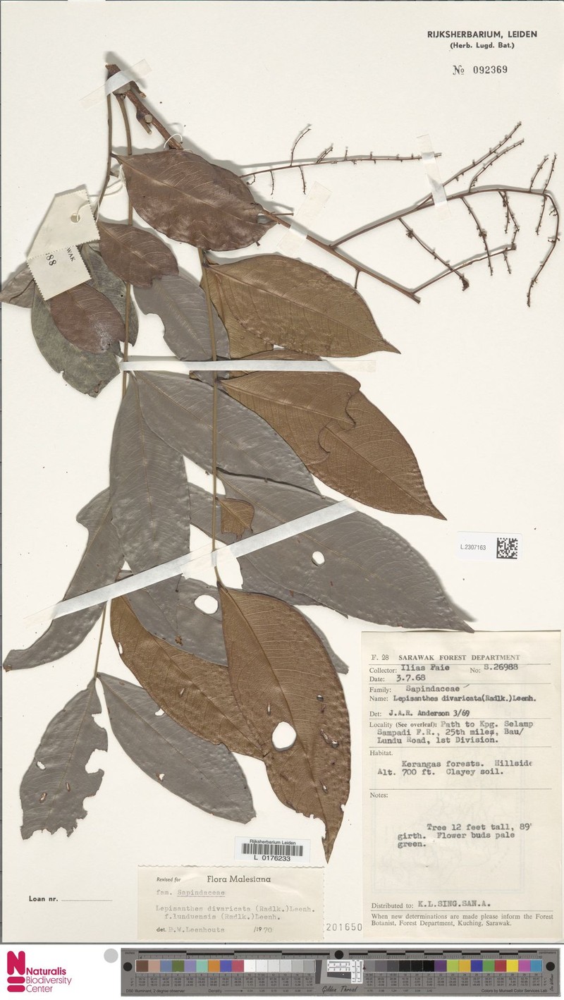 Lepisanthes divaricata f. lunduensis photo 3