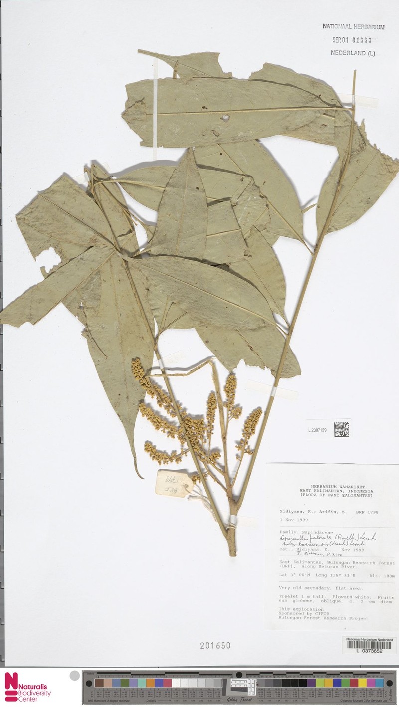 Lepisanthes falcata subsp. borneensis