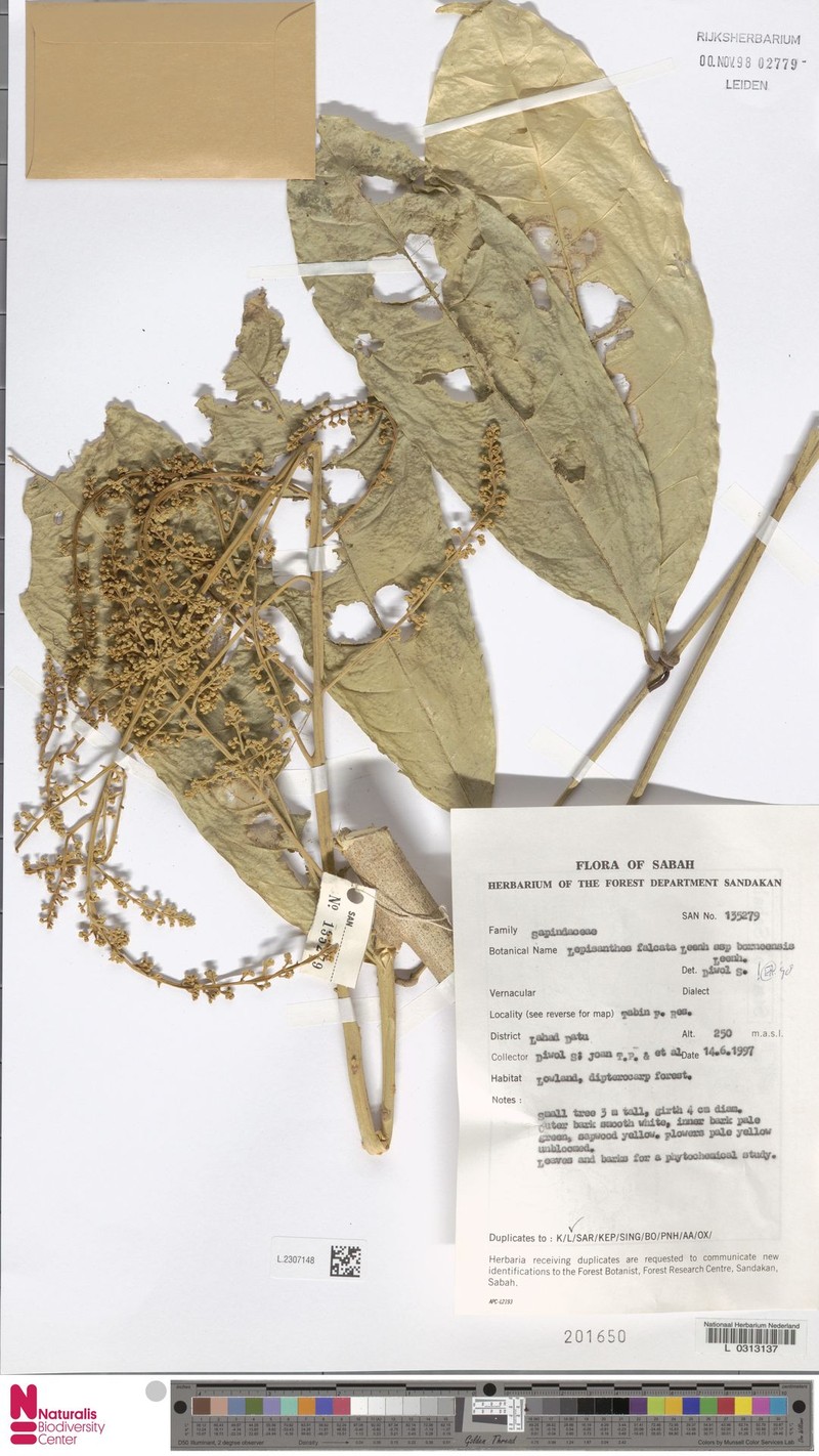 Lepisanthes falcata subsp. borneensis photo 2