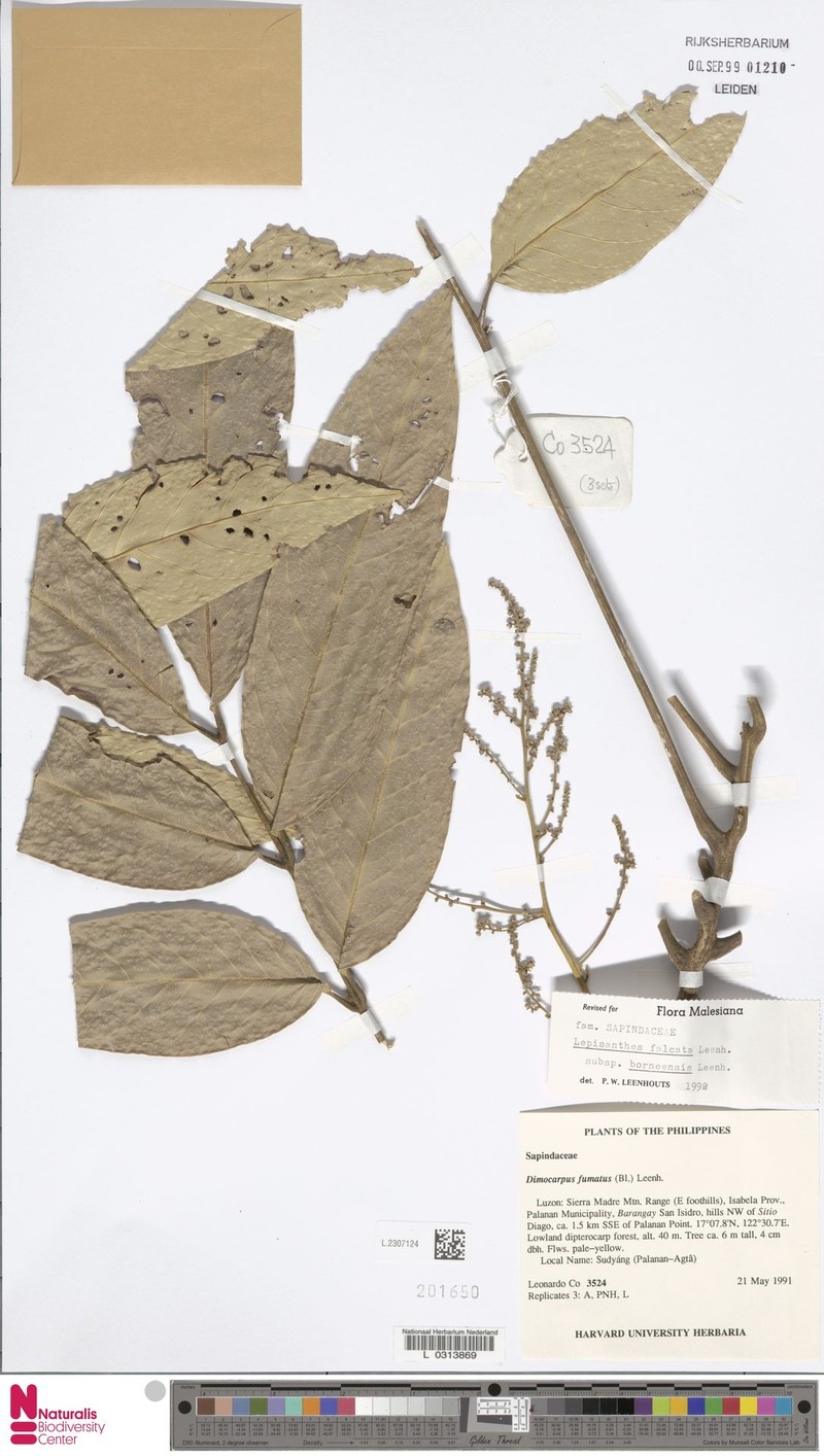 Lepisanthes falcata subsp. borneensis photo 3