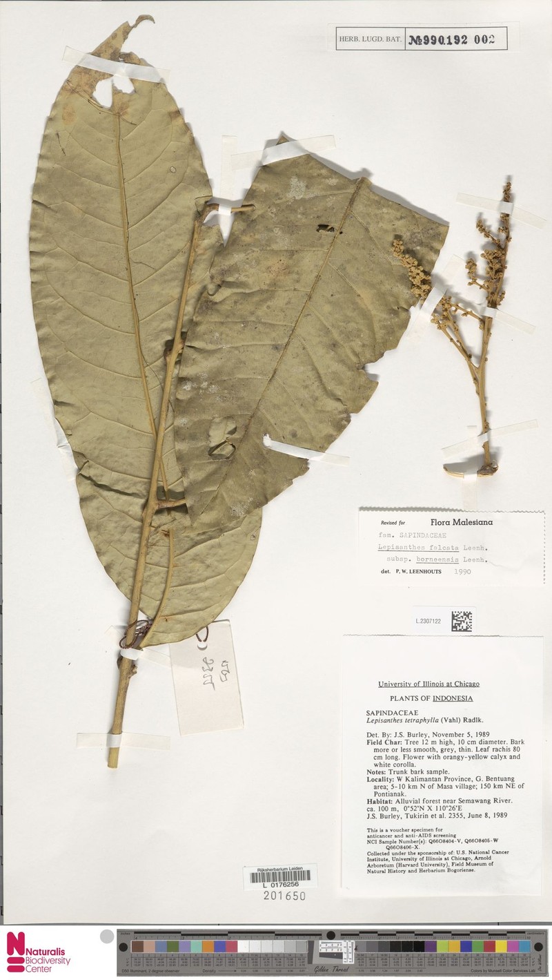 Lepisanthes falcata subsp. borneensis photo 4