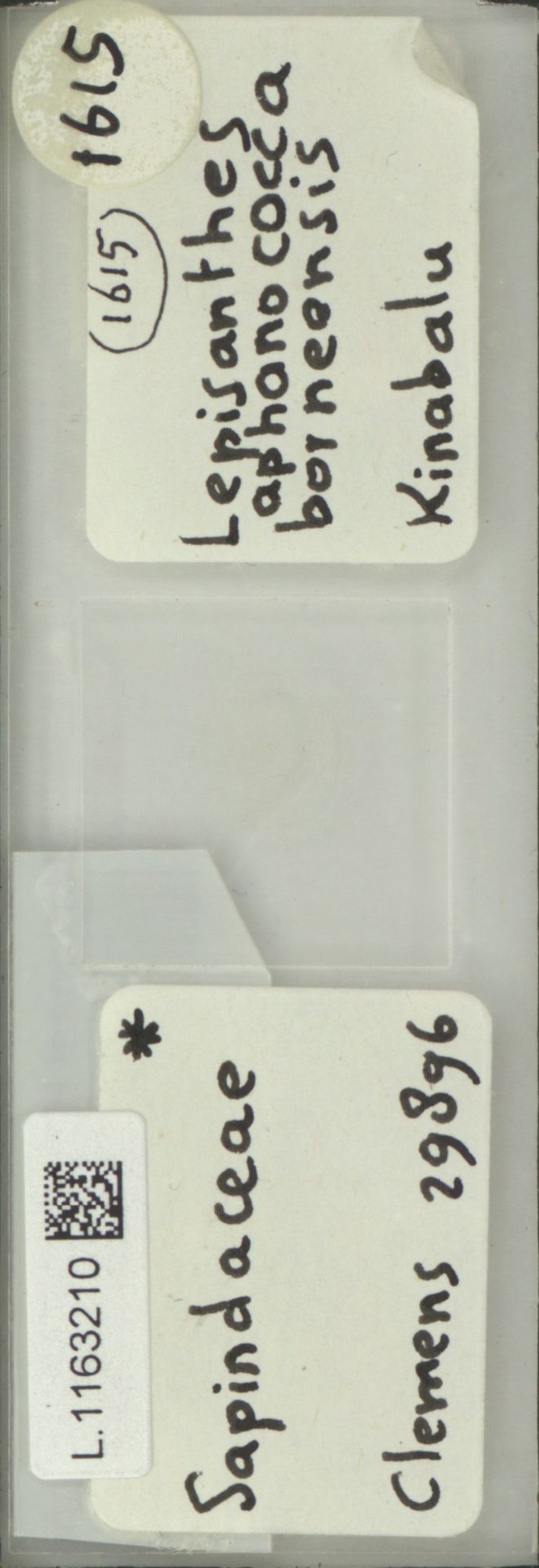 Lepisanthes falcata subsp. celebica