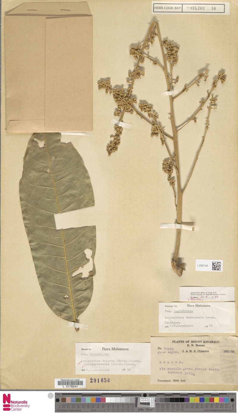 Lepisanthes falcata subsp. celebica photo 2