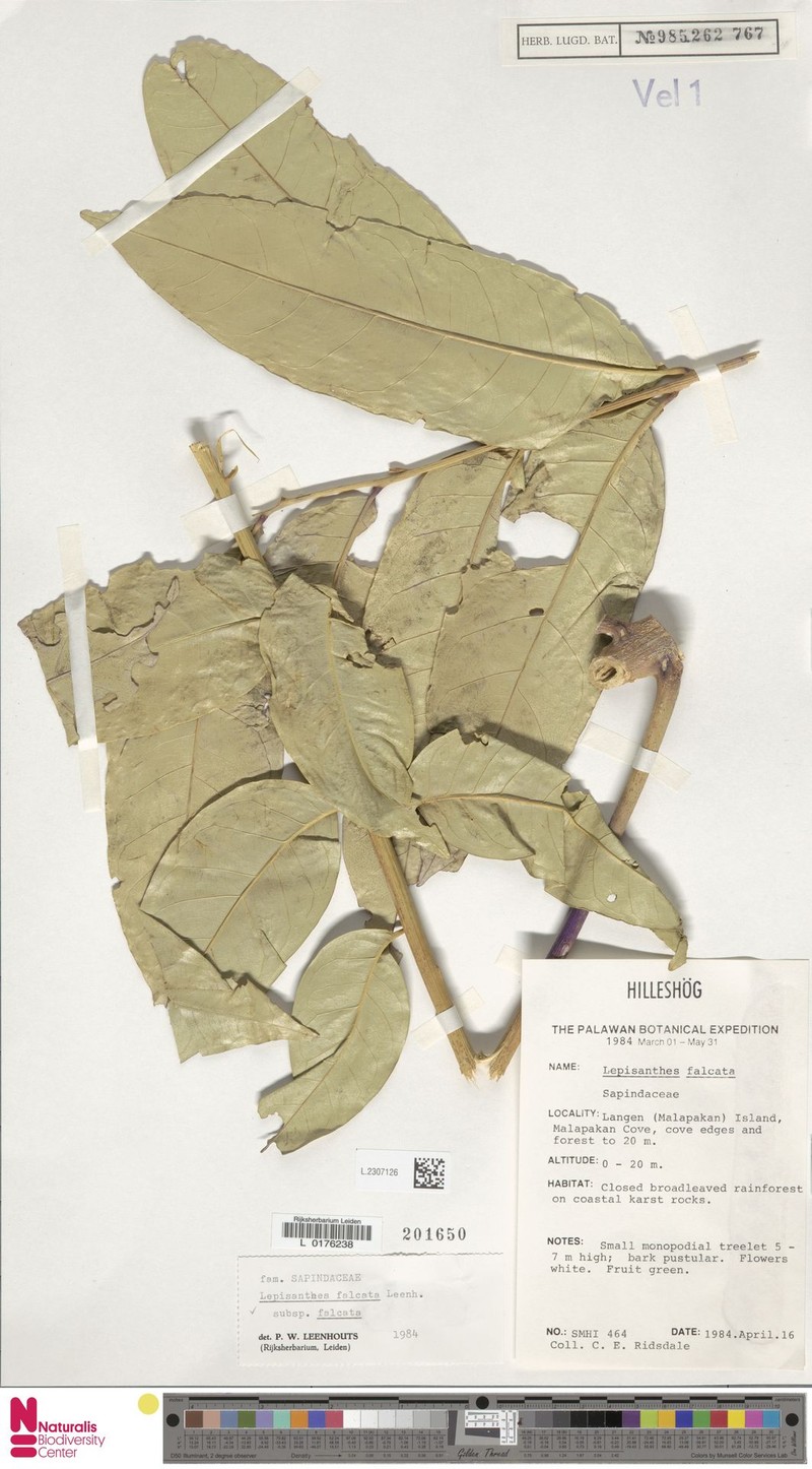 Lepisanthes falcata subsp. falcata