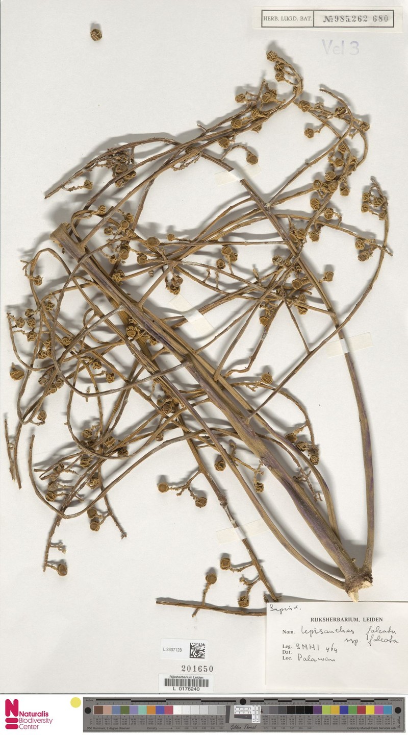 Lepisanthes falcata subsp. falcata photo 2