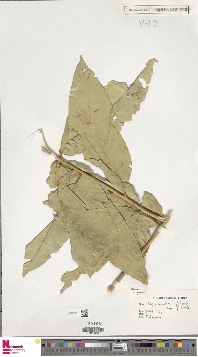Lepisanthes falcata subsp. falcata photo 3