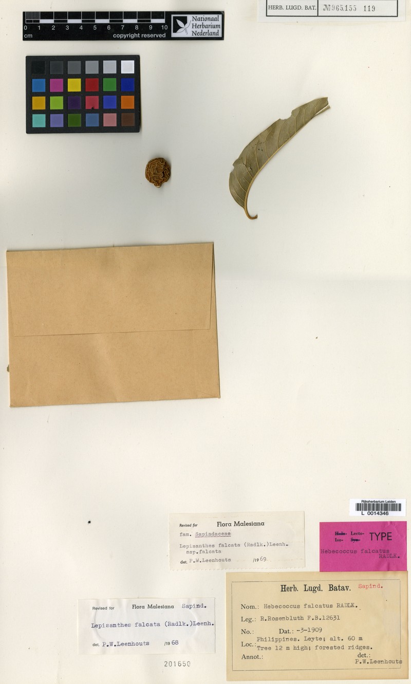 Lepisanthes falcata subsp. falcata photo 4
