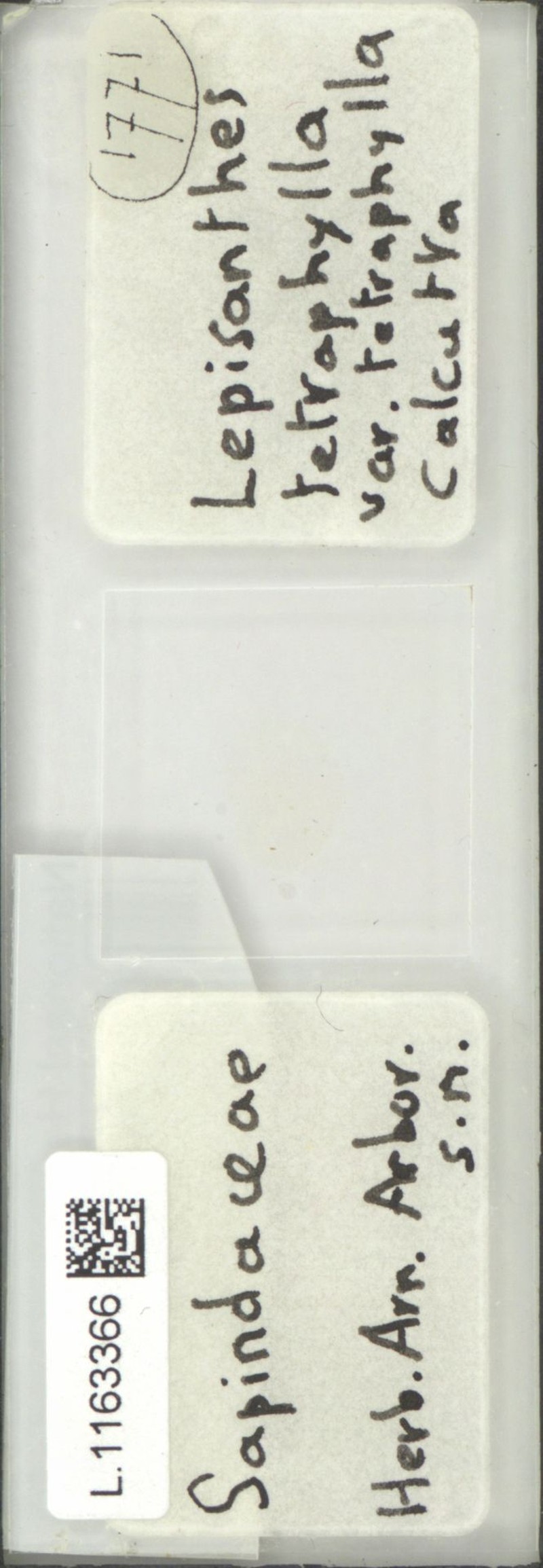 Lepisanthes tetraphylla var. tetraphylla
