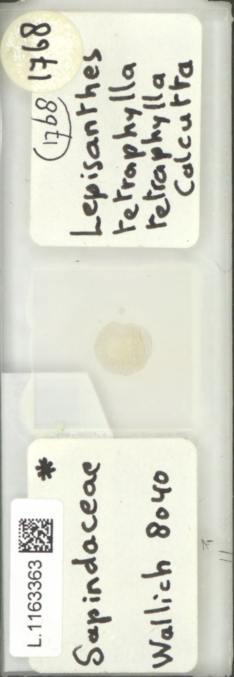 Lepisanthes tetraphylla var. tetraphylla photo 2