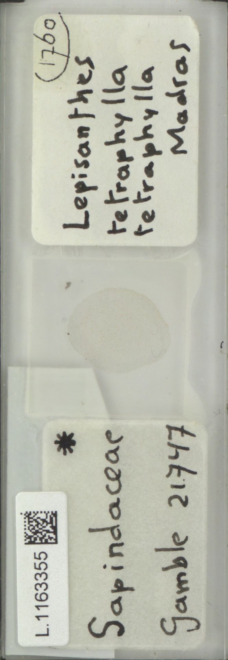 Lepisanthes tetraphylla var. tetraphylla photo 3